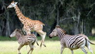 Mogo Zoo - Taree Accommodation 2