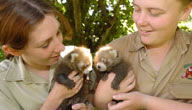 Mogo Zoo - Taree Accommodation 3
