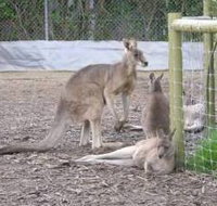 Jirrahlinga Koala  Wildlife Sanctuary - Taree Accommodation