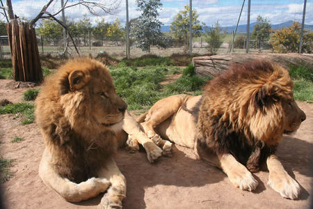 Mansfield Zoo - Taree Accommodation 0