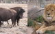 Mansfield Zoo - thumb 3