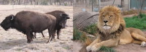 Mansfield Zoo - Taree Accommodation 3