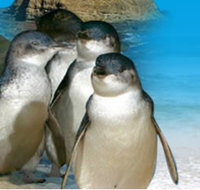 Phillip Island Penguin Parade - Taree Accommodation