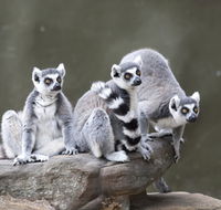 Adelaide Zoo - Taree Accommodation