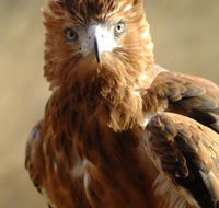 Alice Springs Desert Park - Taree Accommodation