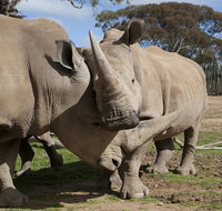 Monarto Zoo - Taree Accommodation