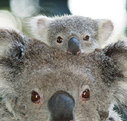 Billabong Koala and Wildlife Park - Taree Accommodation