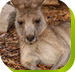 Calmsley Hill City Farm - Taree Accommodation