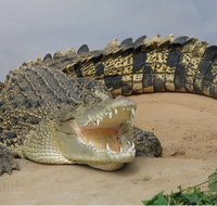 Dundee's Wildlife Park - Taree Accommodation