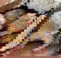 Alice Springs Reptile Centre - Taree Accommodation