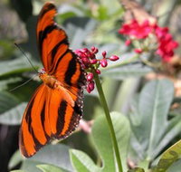 Butterfly Farm - Taree Accommodation