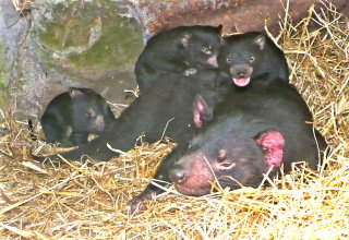 The East Coast TAS Taree Accommodation