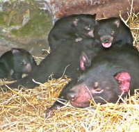 East Coast Natureworld - Taree Accommodation