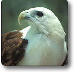 Kakadu National Park - Taree Accommodation