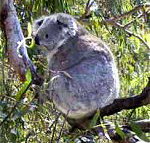 Koala Conservation Centre - Taree Accommodation