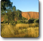 Uluru - Kata Tjuta National Park - Taree Accommodation