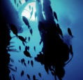 Scuba World - Taree Accommodation