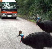 Kookaburra Tours - Taree Accommodation