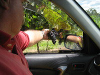 Mount Tamborine Winery & Homestead - Taree Accommodation 1
