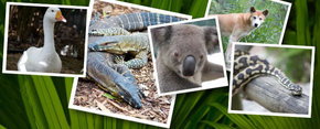 Rockhampton Zoo - Taree Accommodation 2