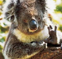 Gorge Wildlife Park - Taree Accommodation