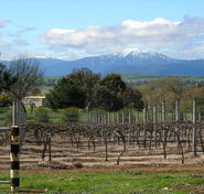 Buller View Wines - Taree Accommodation