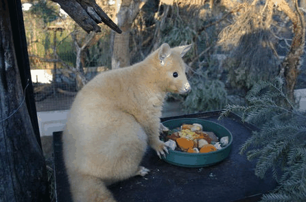 Caversham Wildlife Park - Taree Accommodation 1