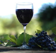 Lion Mill Vineyards - Taree Accommodation