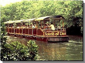 Daintree Rainforest River Trains - Taree Accommodation 0