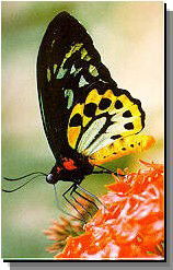 Daintree Rainforest River Trains - Taree Accommodation 2