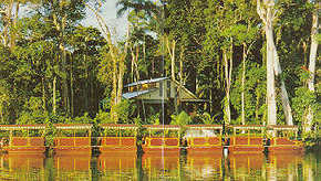Daintree Rainforest River Trains - Taree Accommodation 3