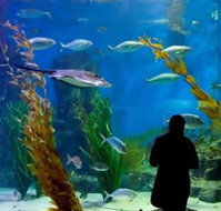 Melbourne Aquarium - Taree Accommodation