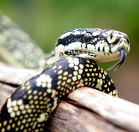 Reptile Encounters - Taree Accommodation