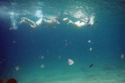 Australian Kayaking Adventures - Taree Accommodation 5