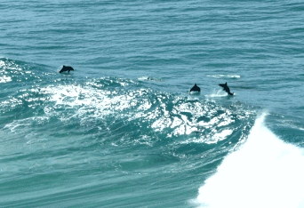 Beach Trekkers North Stradbroke Island - Taree Accommodation 2