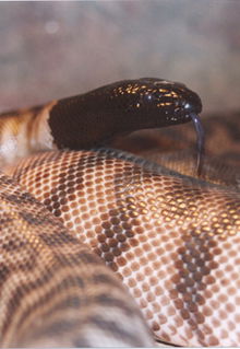 Armadale Reptile & Wildlife Centre - Taree Accommodation 4