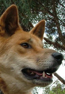 Armadale Reptile & Wildlife Centre - Taree Accommodation 5