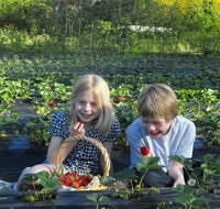 Blue Hills Berries  Cherries - Taree Accommodation