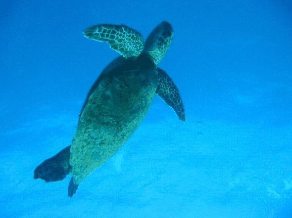 Big Cat Reality - Taree Accommodation