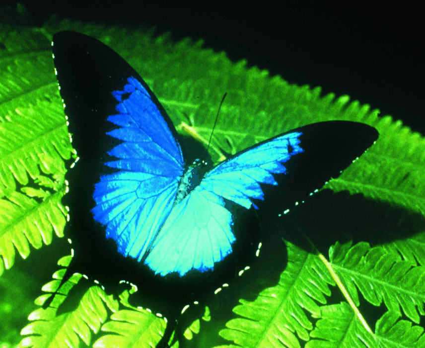 Australian Butterfly Sanctuary - Taree Accommodation