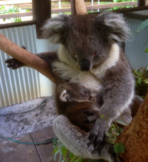 Outback Splash - Taree Accommodation 3