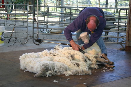 Caversham Wildlife Park - Taree Accommodation 3