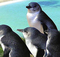 Rockingham Wild Encounters - Taree Accommodation