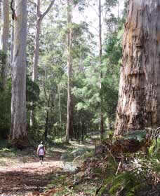 Taree Accommodation