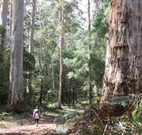 Warren River Loop Walk - Taree Accommodation