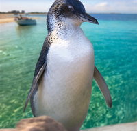 Penguin Island - Taree Accommodation