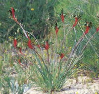 Kalbarri Wildflower Centre - Taree Accommodation