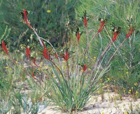 Kalbarri Wildflower Centre - Taree Accommodation 0