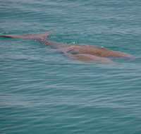Dugongs - Taree Accommodation
