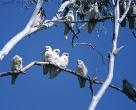 Carawine Gorge - Taree Accommodation 0
